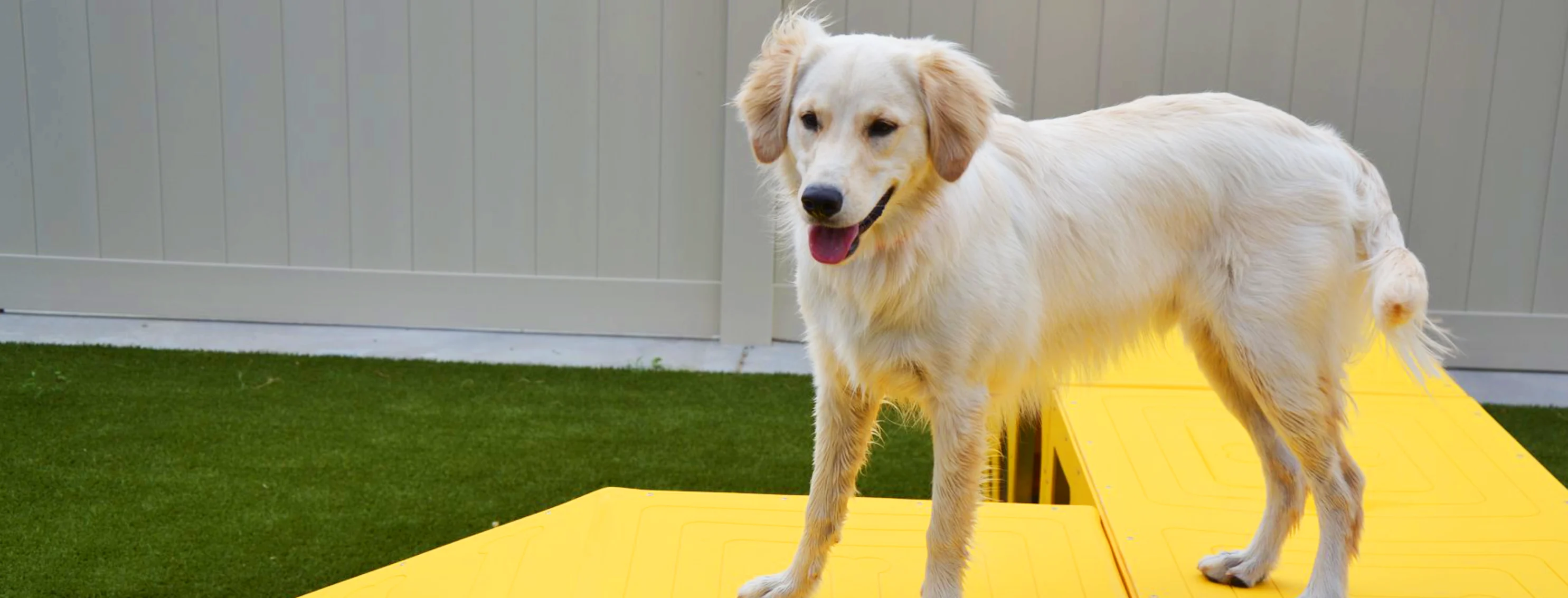 Dog on yellow play area